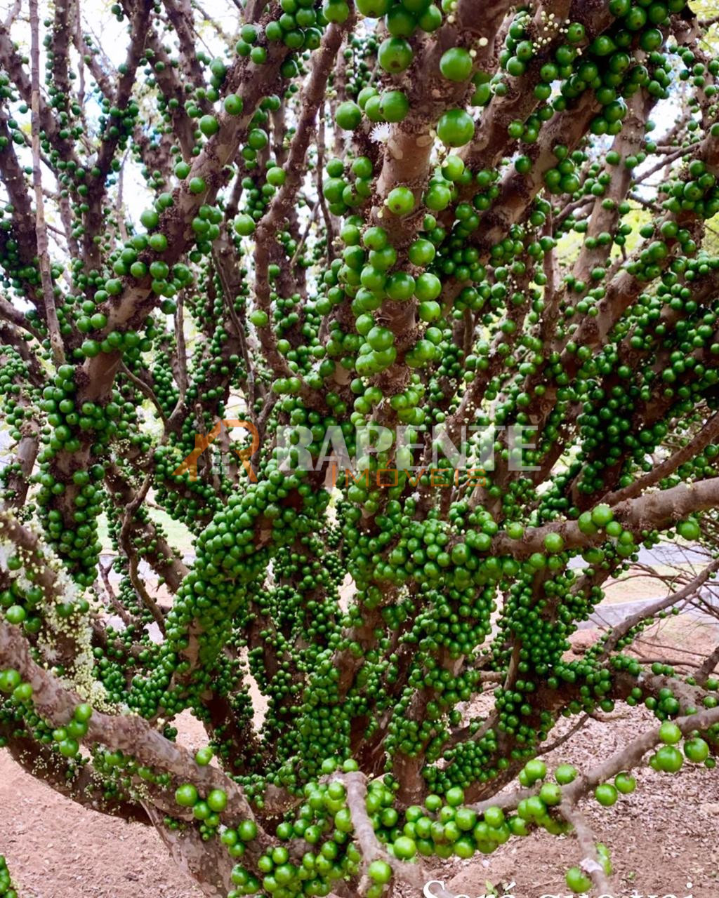 O Paraíso é aqui! Fazenda autossustentável incrível!